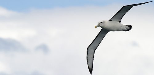volo-dell-albatros-livorno